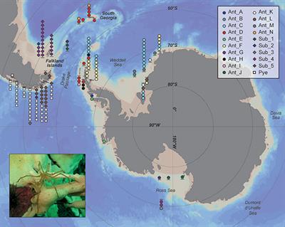 Nuclear and Mitochondrial Gene Data Support Recent Radiation within the Sea Spider Species Complex Pallenopsis patagonica